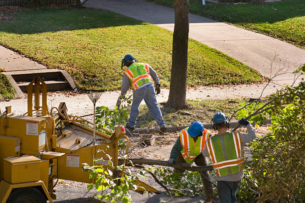 Residential Tree Removal in Pine Grove, PA